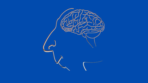 Illustration of brain